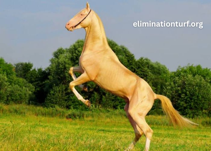 Cheval en OR (5)